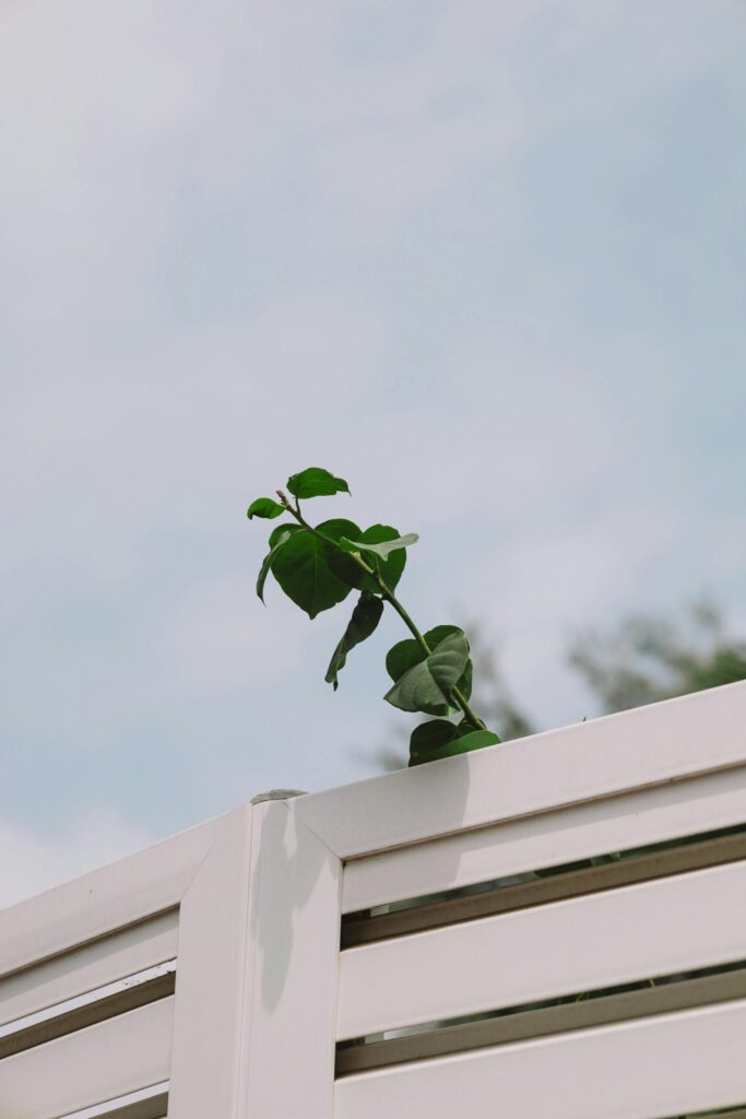 A vibrant leafy plant extends over a stylish white fence against a clear sky in Valencia, Spain.